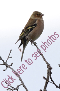 Markaska, Croatia 2019-71d-2888, Chaffinch