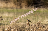 Click here to see the European Goldfinch