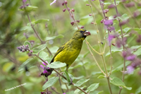 Click here to see photographs of the Forest Canary