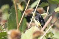 Click here to see photographs of the Lesser Goldfinch