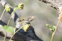 Click here to see photographs of the Pine Siskin