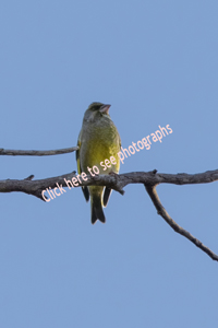 Click here to see photographs of the European Greenfinch