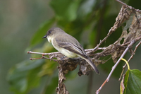 Click here to see photographs of the Eastern Phoebe Flycatcher