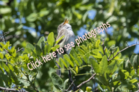 Click here to see photographs of the Willow Flycatcher