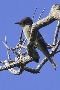 Fern Forest, Florida 2018-8ds-0676, Eastern Wood Peewee