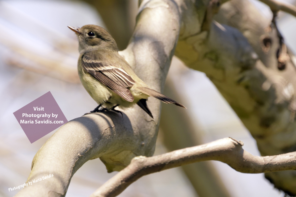 Least Flycatcher, Maplewood Memorial Park, Maplewood, NJ May 2020