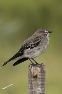 Click here to see photographs of the Grey (Gray) Monjita