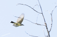 Click here to see photographs of the Western Kingbird