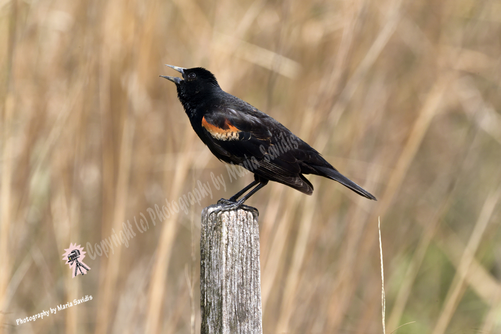Male Red-winged Blackbird, Bayonne, New Jersey 2020