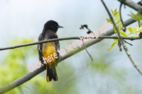 Click here to see photographs of the Baltimore Oriole