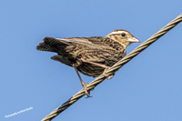 Click here to see photographs of the White-browed Meadowlark