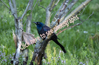 Click here to see photographs of the Common Grackle