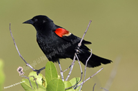 Click here to see the Red-winged Blackbird