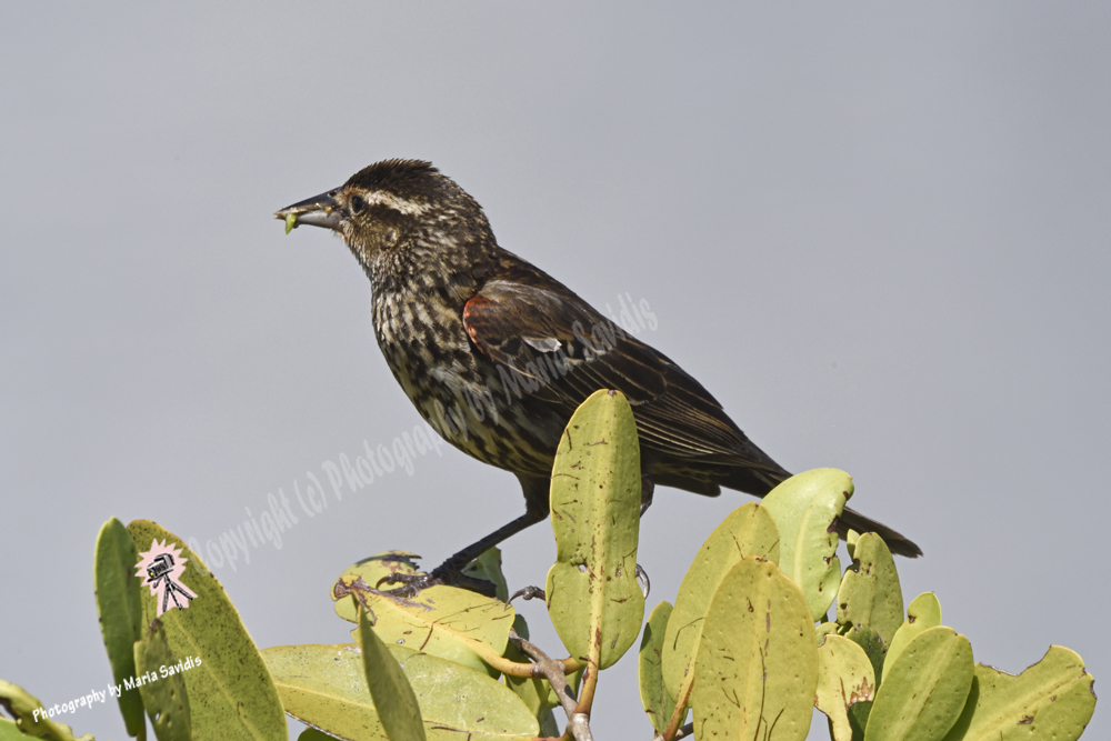 Red-winged Blackbird, Merritt Island, Florida 2019
