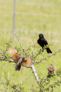 Click here to see photographs of Screaming Cowbirds