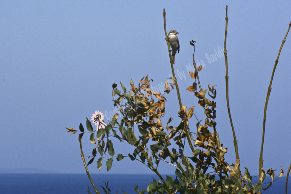 Red-backed Shrike, Ahtopol, Bulgaria by the Black Sea