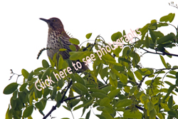 click here to see Brown Thrasher
