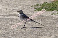 Click here to see birds from the Motacillidae family