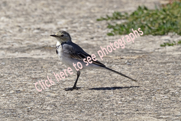 Click here to see photographs of Motacillidae, Wagtail birds