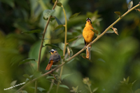 Click here to see the various species in the Muscicapidae Family of Passerine Birds