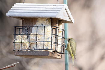 Orange-crowned Warbler