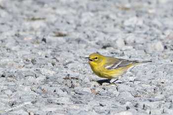 Pine Warbler