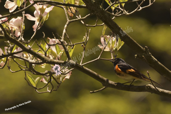 Photographs of The American Redstart