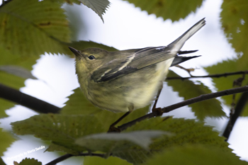 Blackpoll Warbler