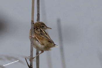 Fan-tailed Warbler