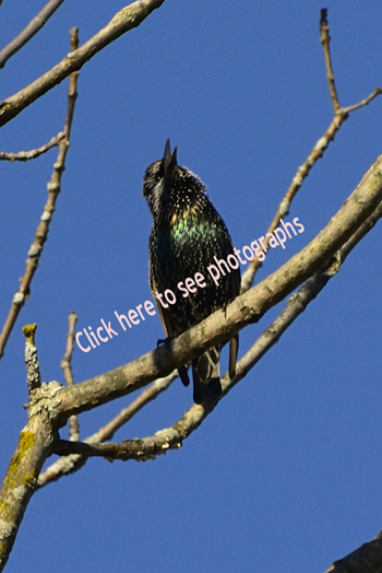 Click here to see photographs of Common Myna,  European Starling, Asian Pied Starling, and more