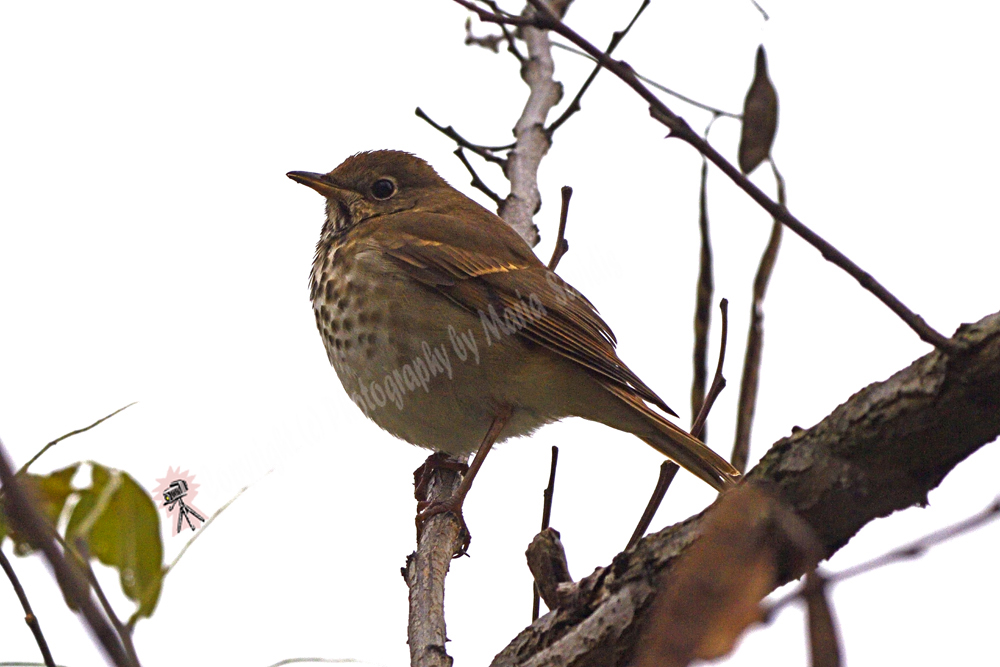 Click here to see the Hermit Thrush