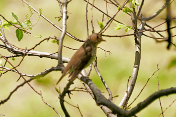 Click here to see the Veery