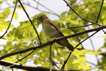Click here to see the Swainson's Thrush