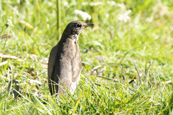 Click here to see the Song Thrush