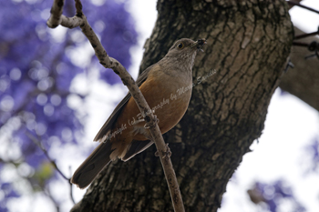Click here to see theRufous-bellied Thrush
