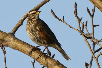 Click here to see the Redwing