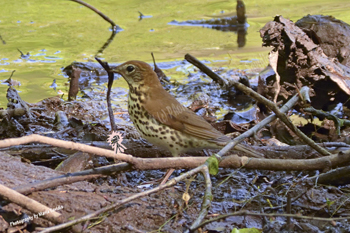 Click here to see the Wood Thrush