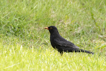 Click here to see the Eurasian Blackbird