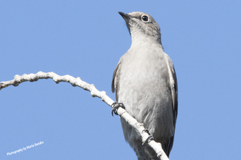 Click here to see the Townsend's Solitaire