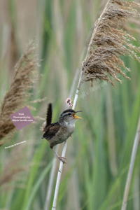 Bayonne, New Jersey July 2020-D85-4464, Marsh Wren