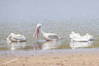 Click here to see photographs of the White Pelican