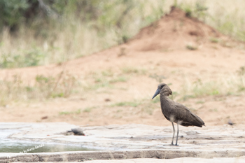 Click here to see photographs of the Hamerkop members of the Scopidae family of Pelican birds