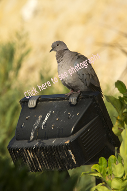 Click here to see photographs of Doves