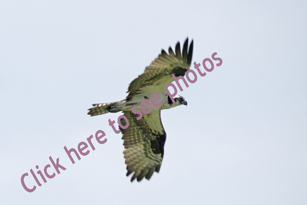 Click here to see photographs of Osprey