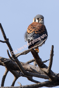 Click here to see photographs of Kestrel, Merlin and Peregrine Falcons by Maria Savidis