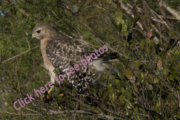 Click here to see photographs of Hawks