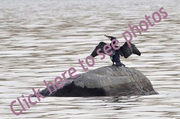 Click here to see photographs of the Great Cormorant