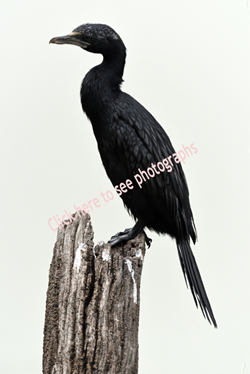 Click here to see photographs of the Little Cormorant