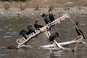 Click here to see photographs of the Double-crested Cormorant