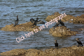 Punta del Este, Uruguay 2017-71d_3199, Neotropic Cormorants
